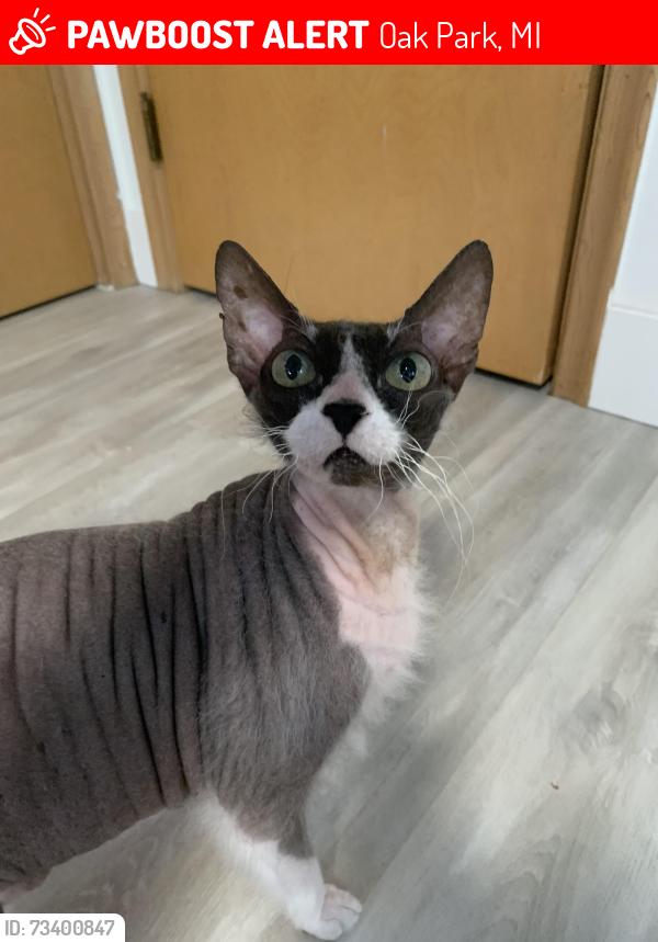 Lost Female Cat last seen Winchester st oak park, around the area of Balfour., Oak Park, MI 48237