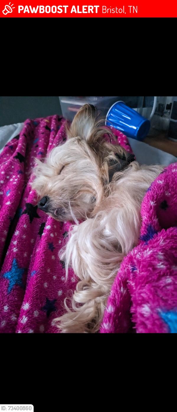 Lost Female Dog last seen Walmart on volunteer parkway, Bristol, TN 37620