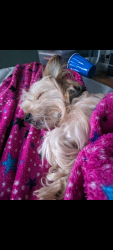 Lost Female Dog last seen Walmart on volunteer parkway, Bristol, TN 37620