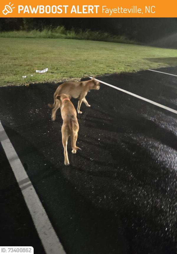 Found/Stray Male Dog last seen Hoke Loop Rd, Fayetteville, NC 28314