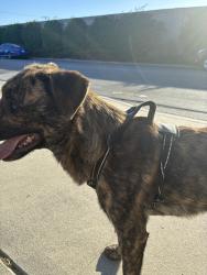 Found/Stray Male Dog last seen Alameda, South Gate, CA 90280