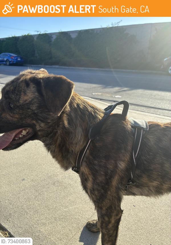 Found/Stray Male Dog last seen Alameda, South Gate, CA 90280
