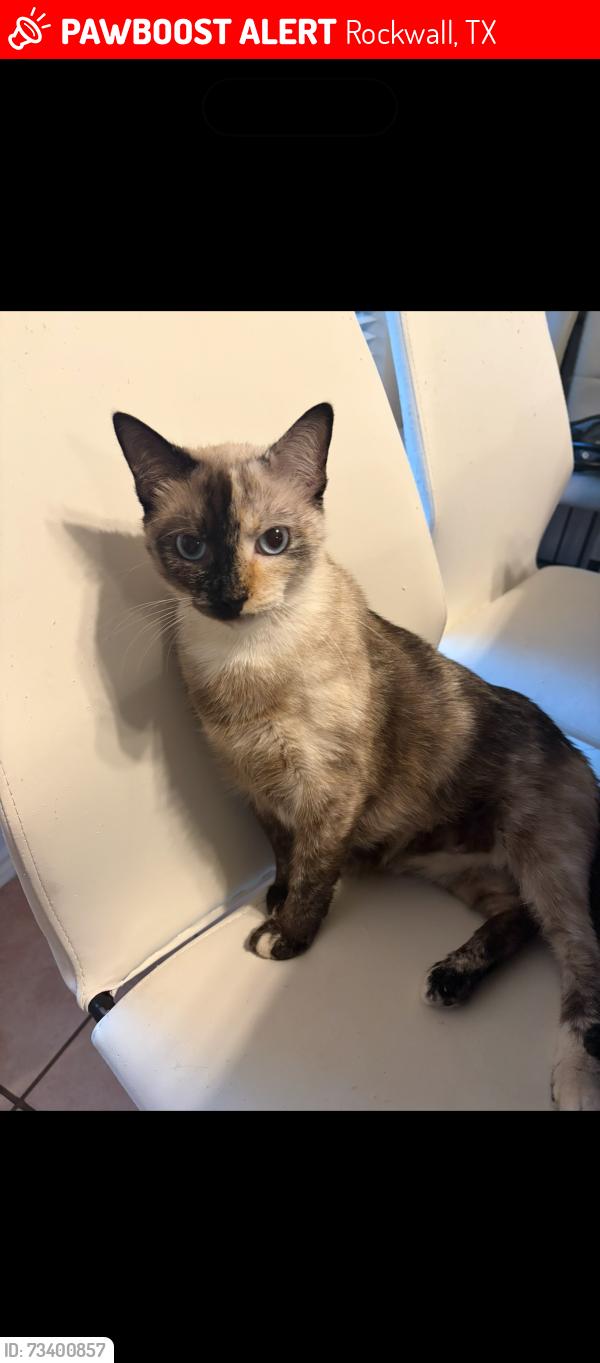 Lost Female Cat last seen Tubbs at sequoia, Rockwall, TX 75032