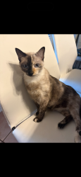 Lost Female Cat last seen Tubbs at sequoia, Rockwall, TX 75032