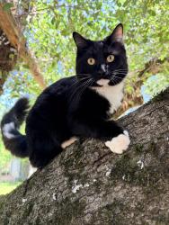 Lost Male Cat last seen Weimar Cross Rd and Magnolia Ranch Rd, Colfax, CA 95713
