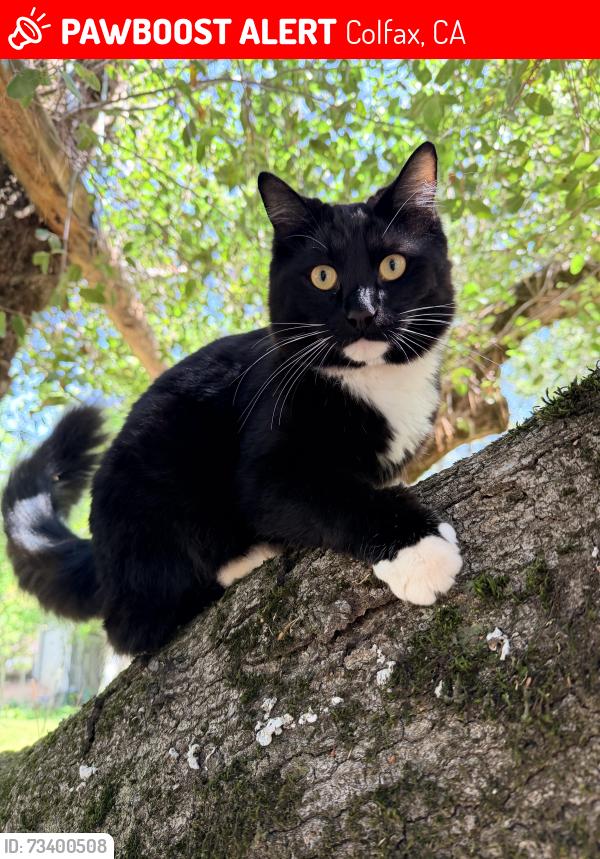 Lost Male Cat last seen Weimar Cross Rd and Magnolia Ranch Rd, Colfax, CA 95713