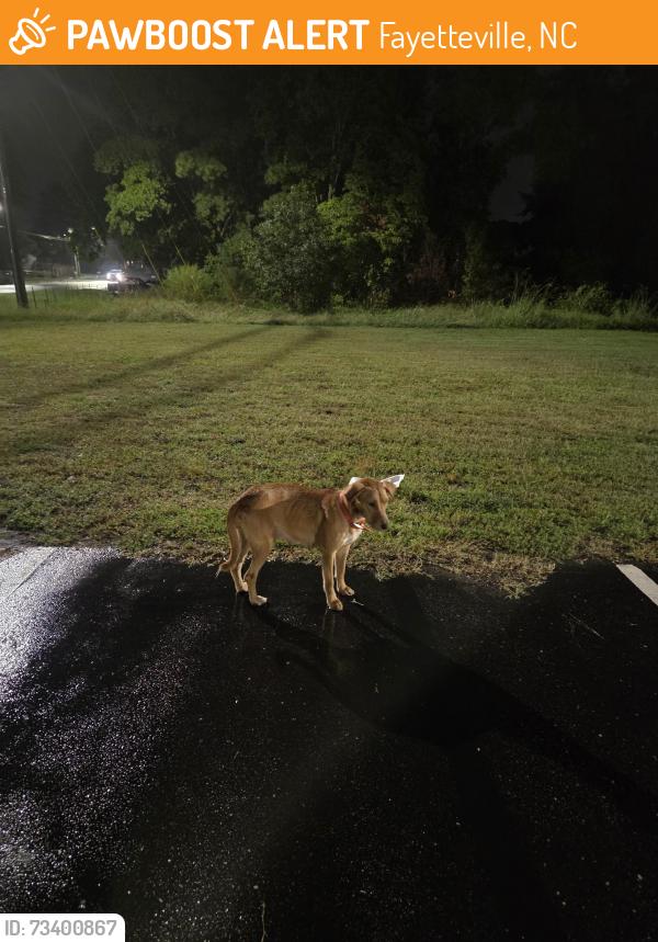 Found/Stray Female Dog last seen Hoke Loop Rd - Inspirational Temple parking lot, Fayetteville, NC 28314