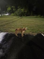 Found/Stray Female Dog last seen Hoke Loop Rd - Inspirational Temple parking lot, Fayetteville, NC 28314