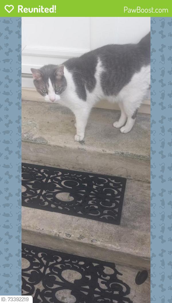 Reunited Unknown Cat last seen 17th and Newport Avenue, Northampton, PA 18067