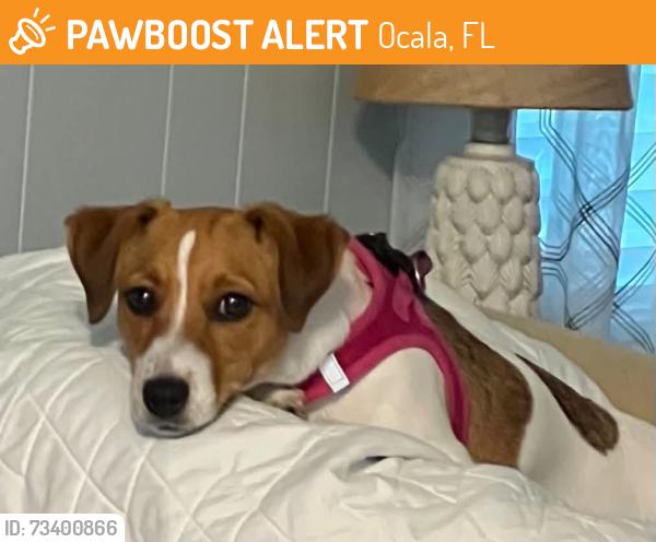 Found/Stray Female Dog last seen Near Northwest 115th Avenue, Ocala, FL, USA, Ocala, FL 34482
