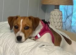 Found/Stray Female Dog last seen Near Northwest 115th Avenue, Ocala, FL, USA, Ocala, FL 34482