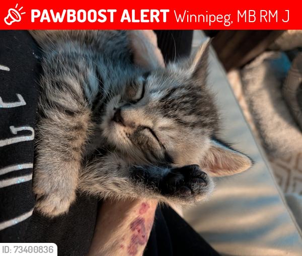 Lost Male Cat last seen Niakwa Road and St annes, Winnipeg, MB R2M 5J5