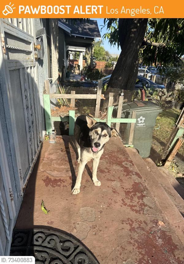 Found/Stray Unknown Dog last seen Near E 76th St Los Angeles, CA 90001 United States, Los Angeles, CA 90001