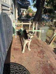 Found/Stray Unknown Dog last seen Near E 76th St Los Angeles, CA 90001 United States, Los Angeles, CA 90001