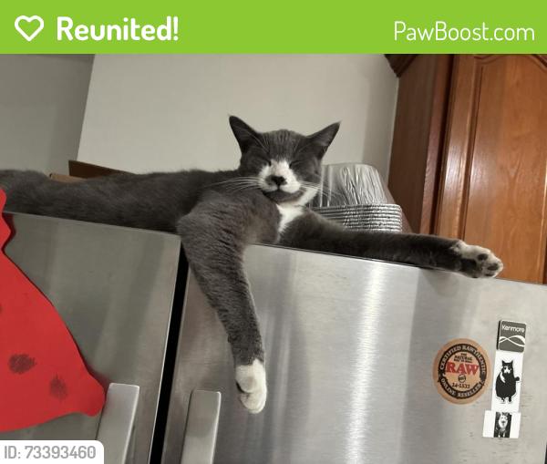 Reunited Male Cat last seen E 21st street, Oakland, CA 94606