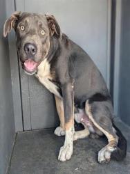 Shelter Stray Male Dog last seen , 4275 Elton St, Baldwin Park, CA 91706, USA
