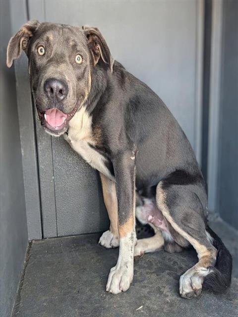 Shelter Stray Male Dog last seen , 4275 Elton St, Baldwin Park, CA 91706, USA