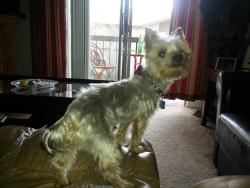 Lost Male Dog last seen Grant's and Weihaupt, Florissant, MO 63031