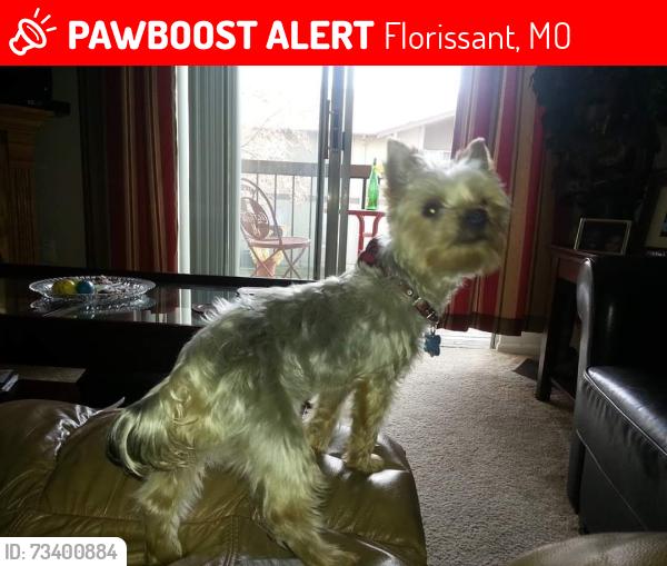 Lost Male Dog last seen Grant's and Weihaupt, Florissant, MO 63031