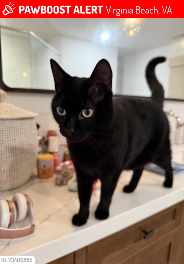Lost Male Cat last seen Cherry Lane, Virginia Beach, VA 23454