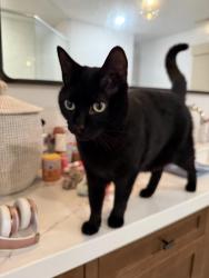 Lost Male Cat last seen Cherry Lane, Virginia Beach, VA 23454