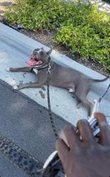 Reunited Male Dog last seen Elementary school, San Diego, CA 92114