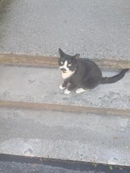 Found/Stray Male Cat last seen May street, Worcester, MA 01610