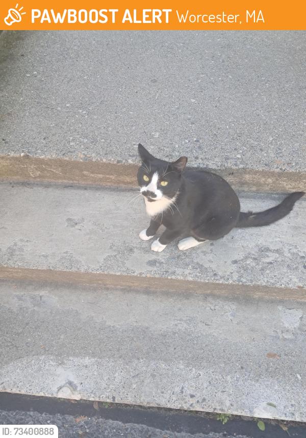 Found/Stray Male Cat last seen May street, Worcester, MA 01610