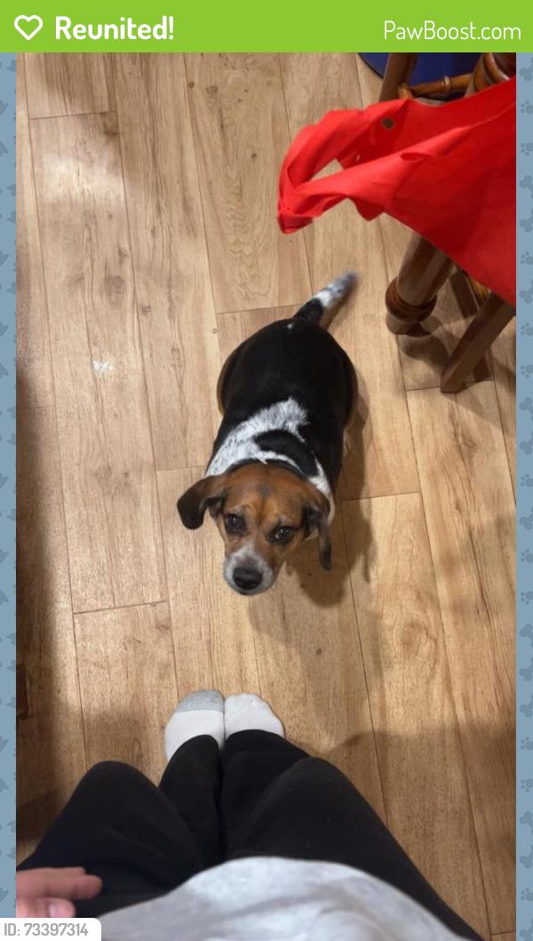 Reunited Female Dog last seen Peevy road, East Greenville, PA 18041