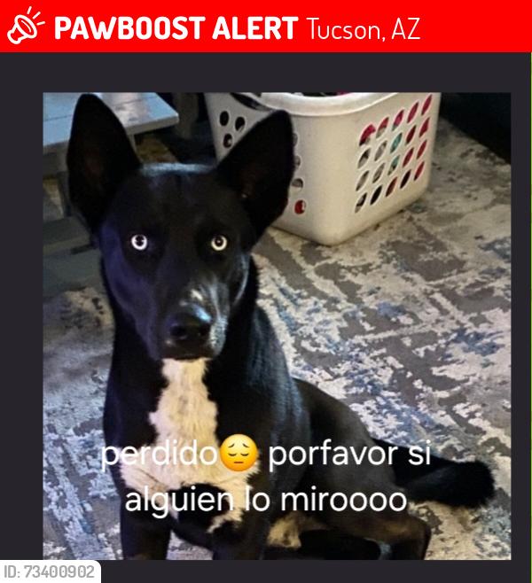 Lost Male Dog last seen Park and irvintong, Tucson, AZ 85714