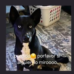 Lost Male Dog last seen Park and irvintong, Tucson, AZ 85714