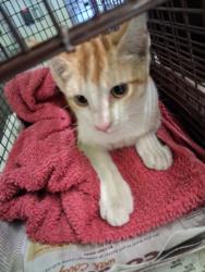 Shelter Stray Female Cat last seen , 1850 W 60th St, Los Angeles, CA 90047, USA