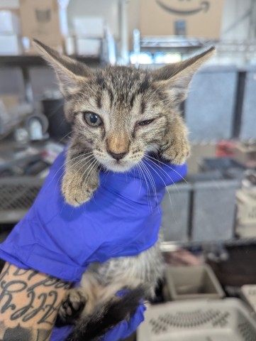 Shelter Stray Male Cat last seen WESTERN AVE X 8TH ST, 333 Chandler Pl, San Bernardino, CA 92408, USA
