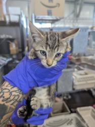 Shelter Stray Male Cat last seen WESTERN AVE X 8TH ST, 333 Chandler Pl, San Bernardino, CA 92408, USA