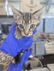 Shelter Stray Male Cat last seen WESTERN AVE X 8TH ST, 333 Chandler Pl, San Bernardino, CA 92408, USA