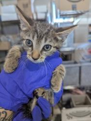 Shelter Stray Female Cat last seen WESTERN AVE X 8TH ST, 333 Chandler Pl, San Bernardino, CA 92408, USA