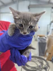 Shelter Stray Male Cat last seen WESTERN AVE X 8TH ST, 333 Chandler Pl, San Bernardino, CA 92408, USA