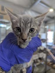 Shelter Stray Male Cat last seen WESTERN AVE X 8TH ST, 333 Chandler Pl, San Bernardino, CA 92408, USA