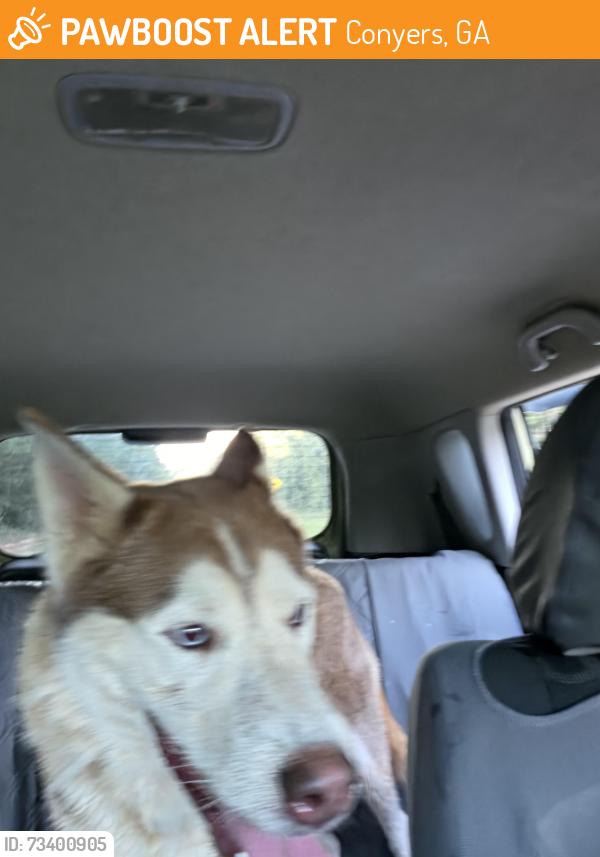 Found/Stray Unknown Dog last seen Access rd near near Belmont baptist, Conyers, GA 30013