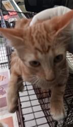 Shelter Stray Male Cat last seen , 1850 W 60th St, Los Angeles, CA 90047, USA