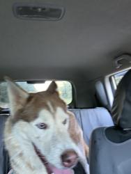 Found/Stray Unknown Dog last seen Access rd near near Belmont baptist, Conyers, GA 30013