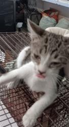 Shelter Stray Male Cat last seen , 1850 W 60th St, Los Angeles, CA 90047, USA