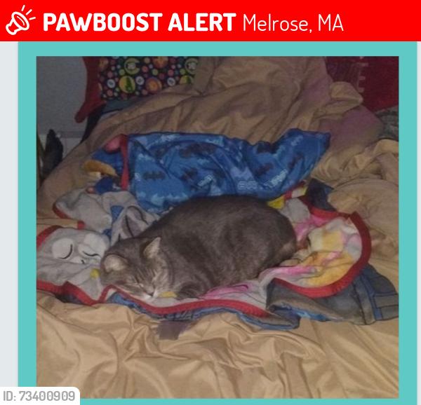 Lost Female Cat last seen Baxter st, Melrose, MA 02176