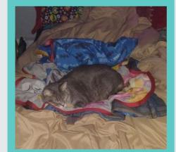 Lost Female Cat last seen Baxter st, Melrose, MA 02176