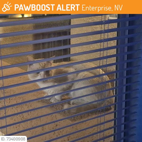 Found/Stray Unknown Cat last seen E. Cactus Ave and Maryland Pkwy, Las Vegas, NV 89183, Enterprise, NV 89183