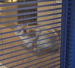 Found/Stray Unknown Cat last seen E. Cactus Ave and Maryland Pkwy, Las Vegas, NV 89183, Enterprise, NV 89183