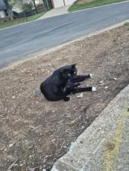 Found/Stray Female Cat last seen Sarko park in lenexa, Lenexa, KS 66215