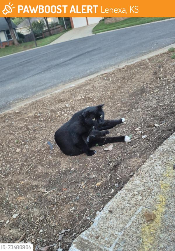 Found/Stray Female Cat last seen Sarko park in lenexa, Lenexa, KS 66215