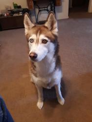 Lost Female Dog last seen Crimson NW / Cyan, Albuquerque, NM 87120