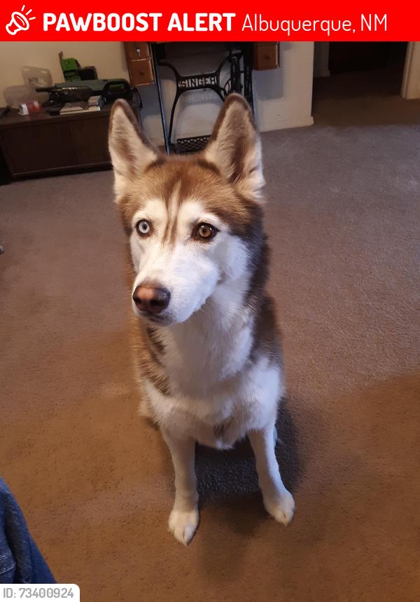 Lost Female Dog last seen Crimson NW / Cyan, Albuquerque, NM 87120
